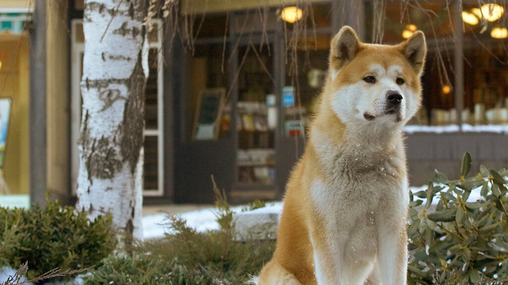 Hachiko Full Movie Download In Hindi Hachiko Full Movie Download In Hindi