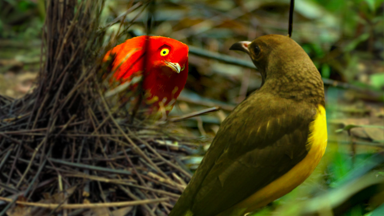 La Danse Des Oiseaux Site Officiel De Netflix